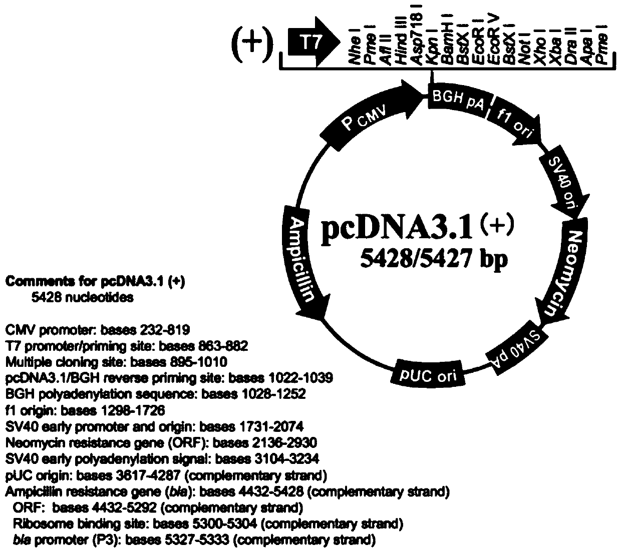 Method for constructing reverse genetic system of red-spotted grouper nervous necrosis virus