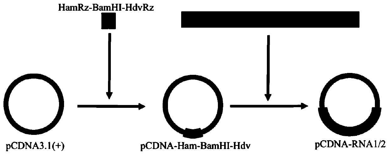 Method for constructing reverse genetic system of red-spotted grouper nervous necrosis virus