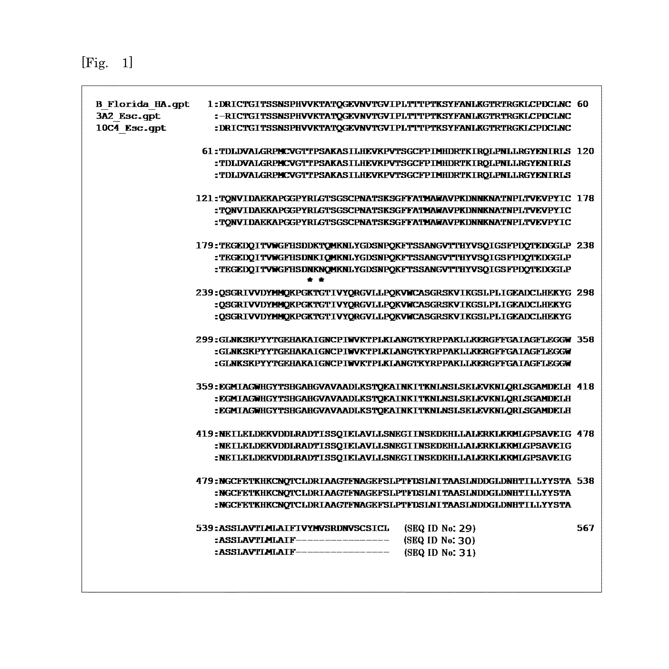 Human monoclonal antibodies broadly protective against influenza b virus and methods of using the same