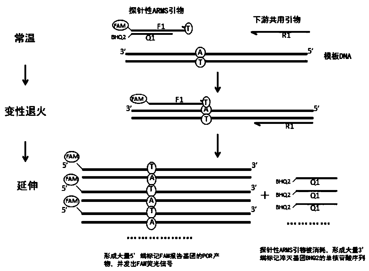 Kit and method for detecting gene polymorphism based on shared primer probe, and application