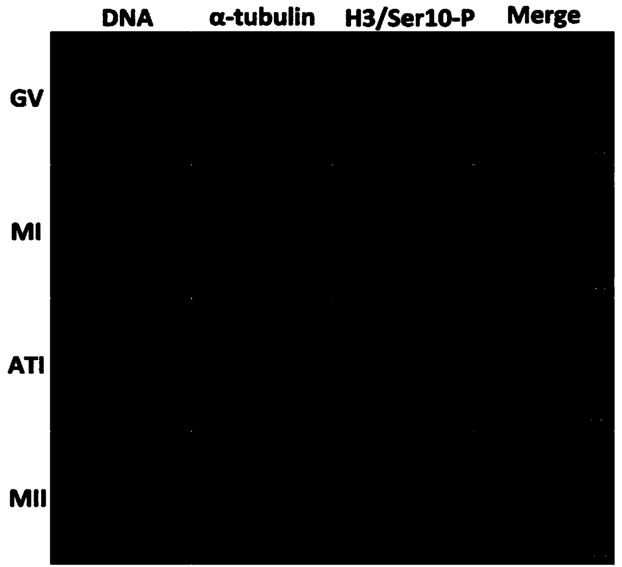 Application of human histone H3 Ser10 and Ser28 in identification of developmental staging of human early embryos