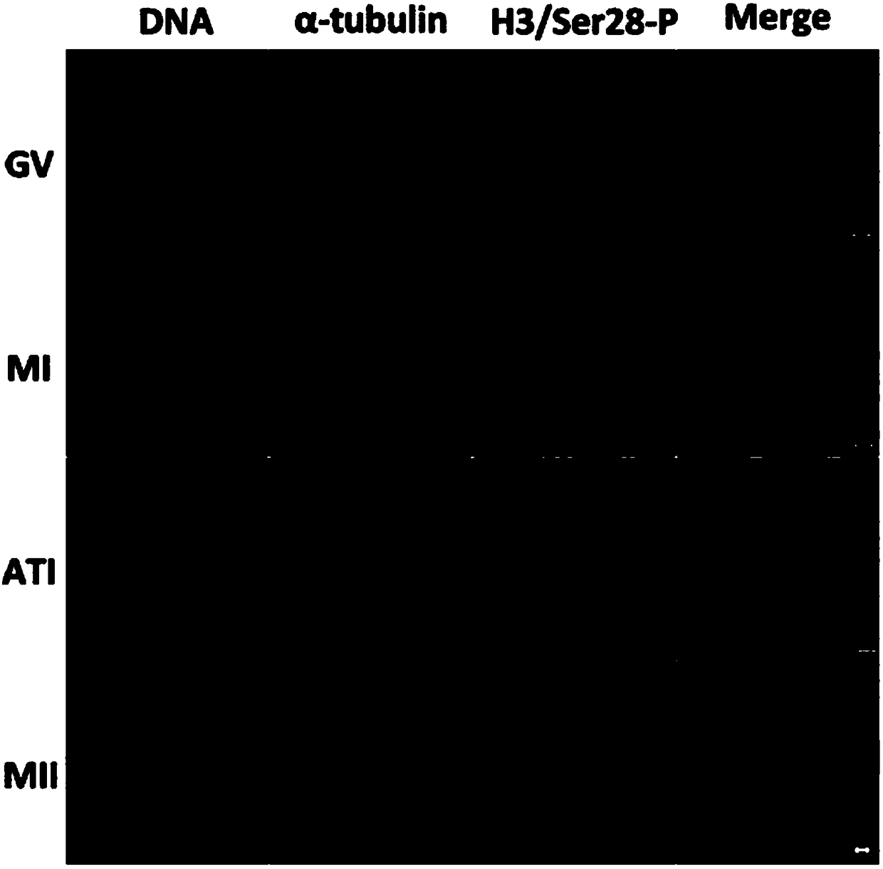 Application of human histone H3 Ser10 and Ser28 in identification of developmental staging of human early embryos