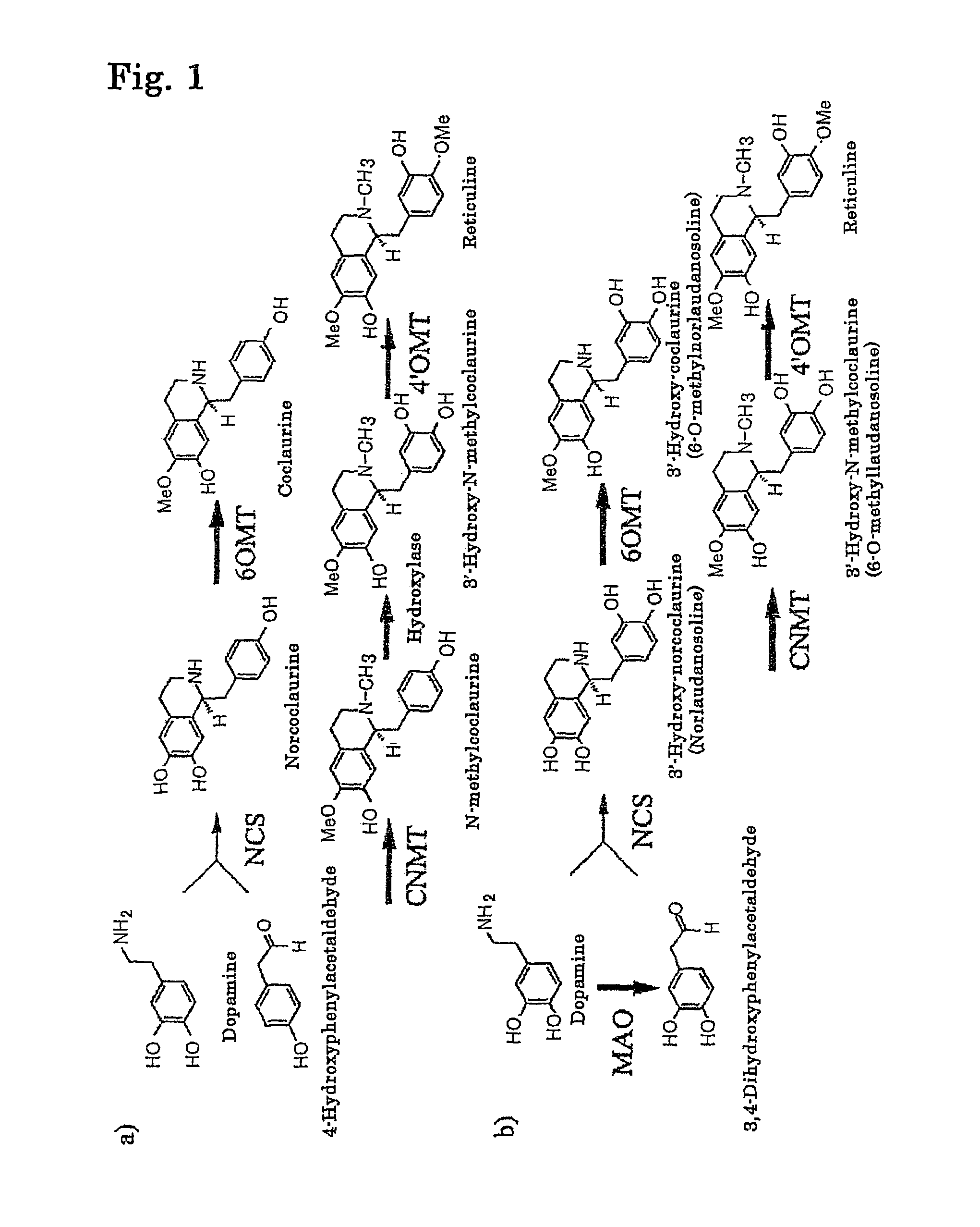 Method for producing alkaloids