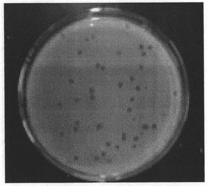 A phage capable of lysing multidrug-resistant Pseudomonas aeruginosa and its application in treating infection