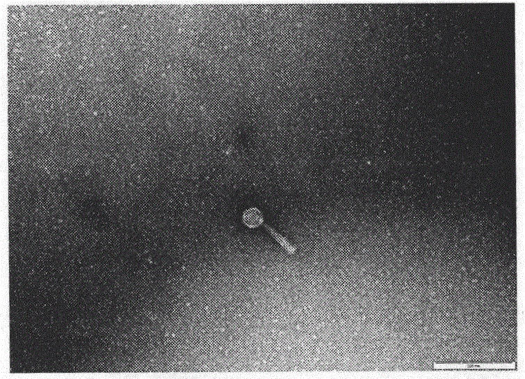 A phage capable of lysing multidrug-resistant Pseudomonas aeruginosa and its application in treating infection