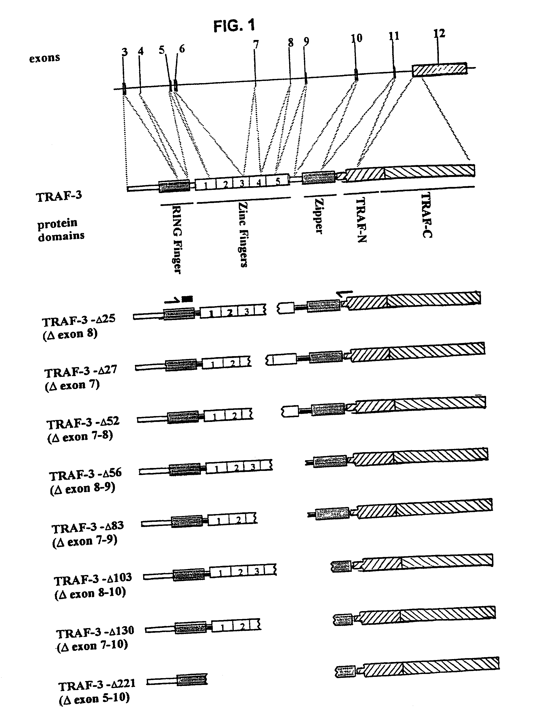 TRAF-3 deletion isoforms and uses thereof