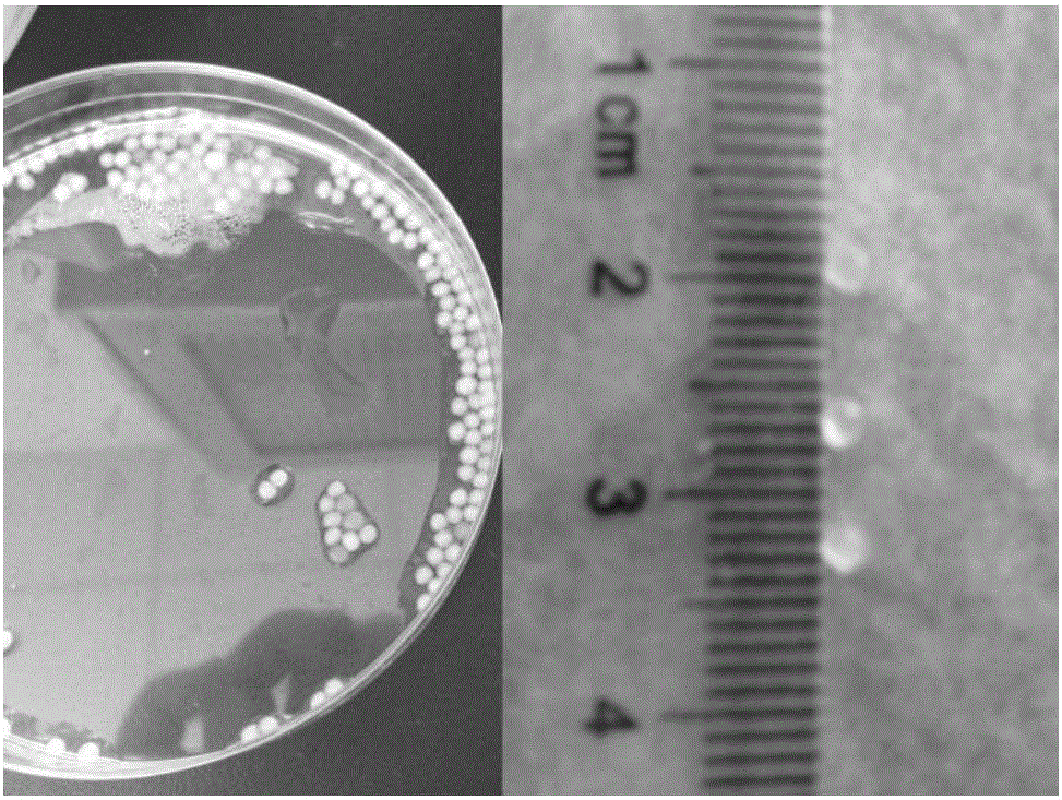 Calcium alginate/5-Cl-PADAB microspheres and preparation method and application thereof