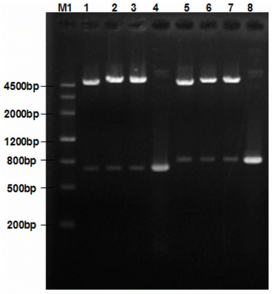 Recombinant porcine circovirus type 2 virus-like particle, and preparation method and application thereof