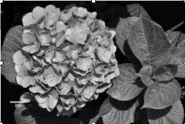 Method using young embryo to save and obtain interspecies hybrid of hydrangea macrophylla