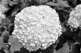 Method using young embryo to save and obtain interspecies hybrid of hydrangea macrophylla