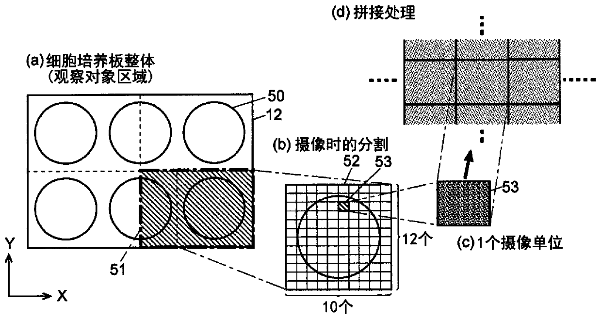 Cell observation apparatus