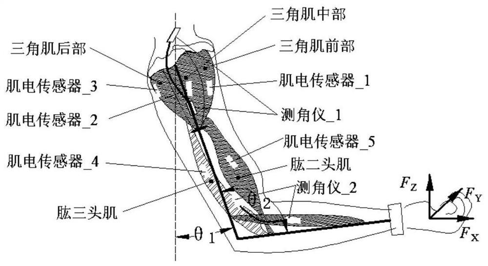 Human-robot cooperative control method based on human body dynamic arm strength estimation model