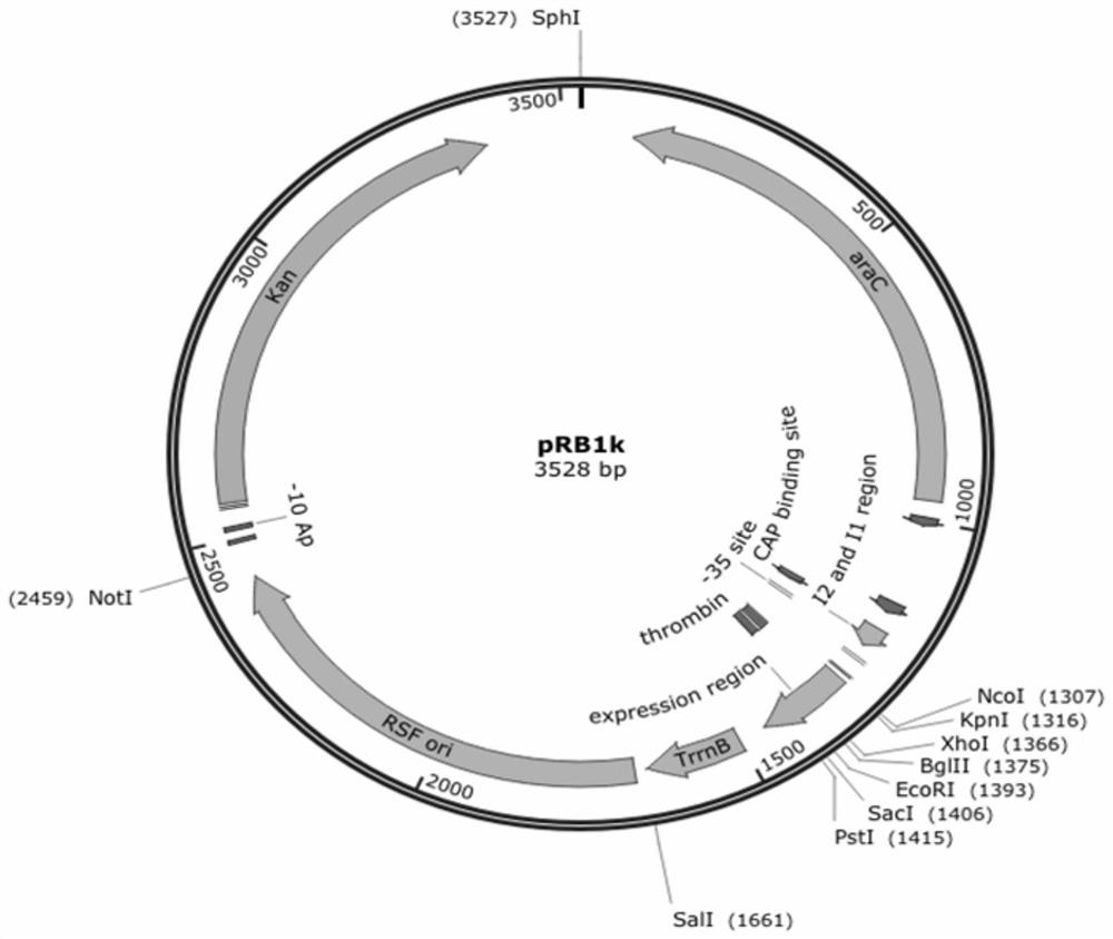 Engineering bacteria producing l-rhamnose and its construction method and application