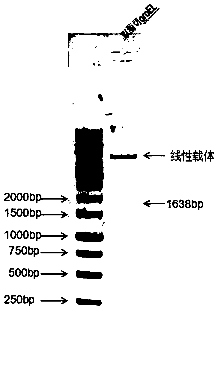 Application of heat shock protein groel in preparation of reagents for detection of Helicobacter pylori