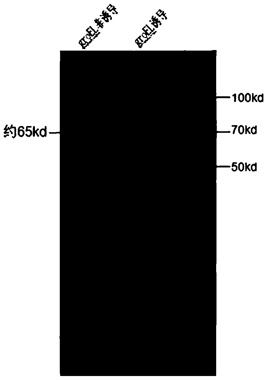 Application of heat shock protein groel in preparation of reagents for detection of Helicobacter pylori