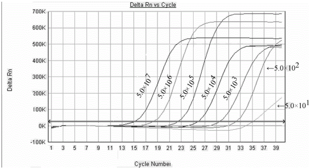 Method of detecting nucleotides of Bacillus cereus, primers for detecting and probes