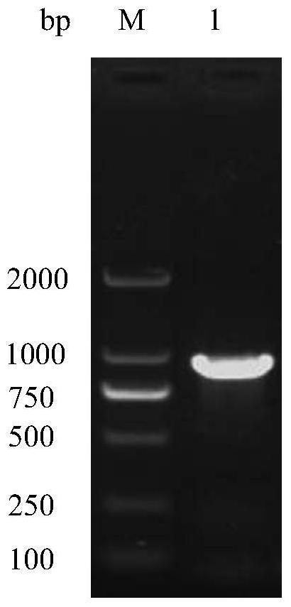 A kind of avian reticuloendotheliosis virus subunit vaccine injection compound and its preparation method