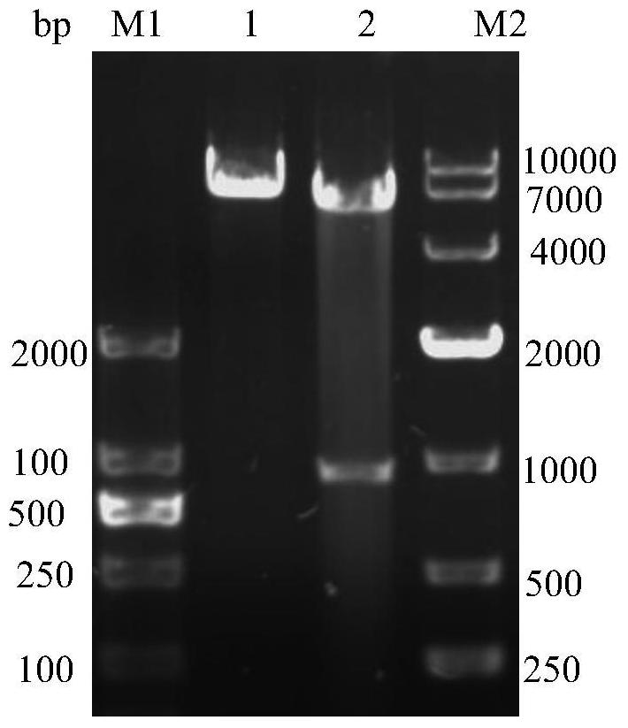 A kind of avian reticuloendotheliosis virus subunit vaccine injection compound and its preparation method