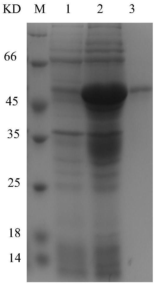 A kind of avian reticuloendotheliosis virus subunit vaccine injection compound and its preparation method