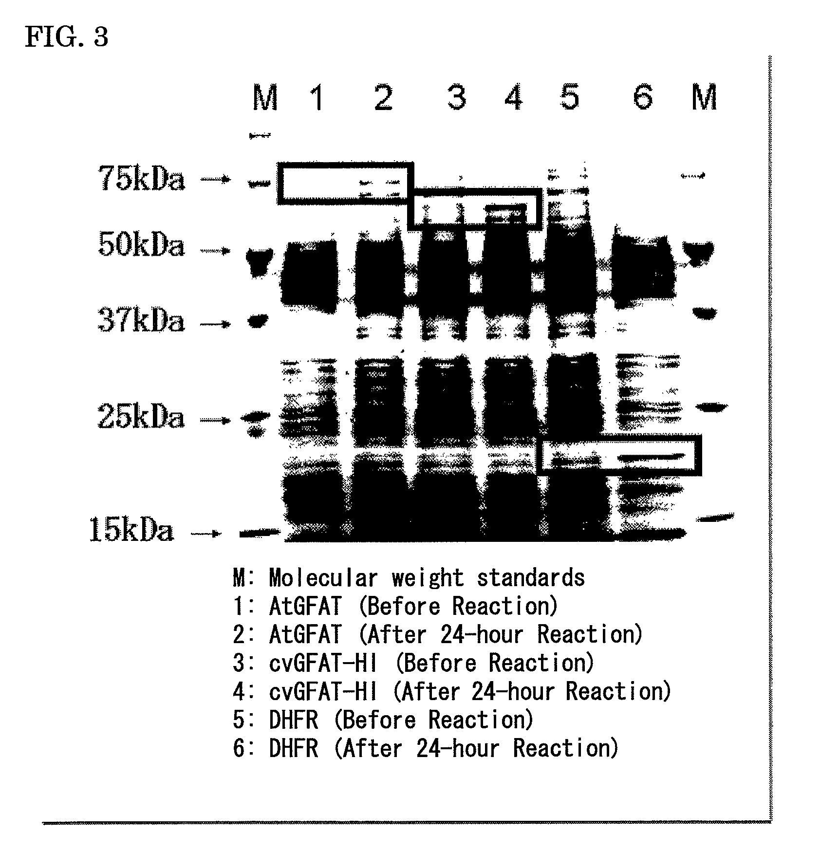 Plant producing hyaluronic acid