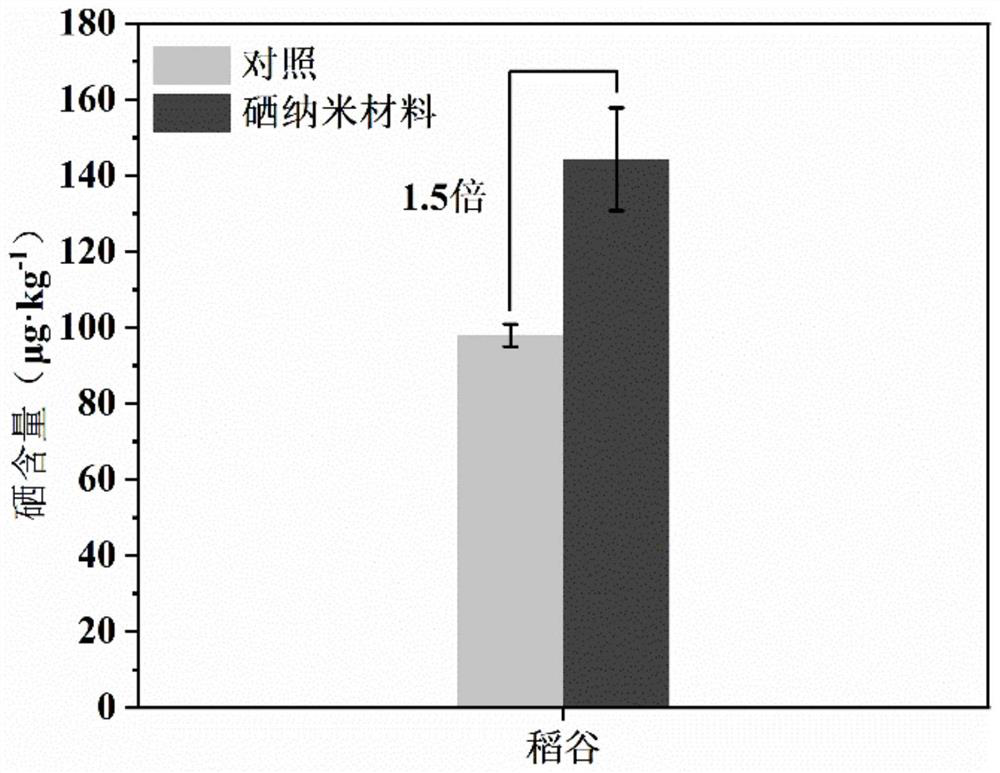 Method for increasing yield of selenium-enriched rice by increasing tillering