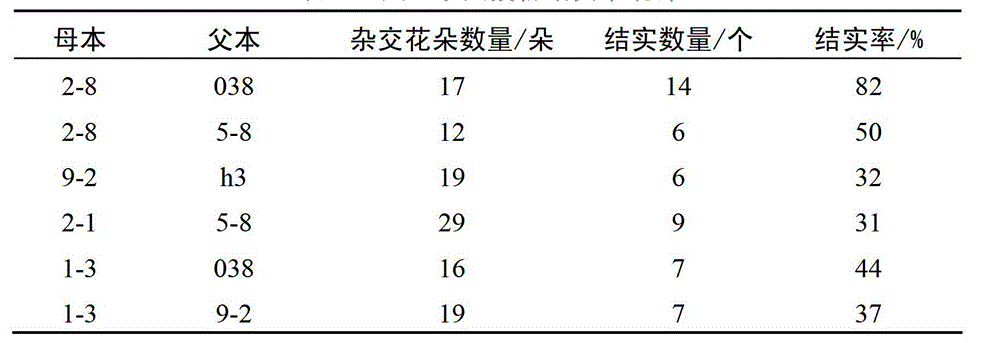 Method for performing artificial crossbreeding without removing stamen from catalpa bungei and application thereof