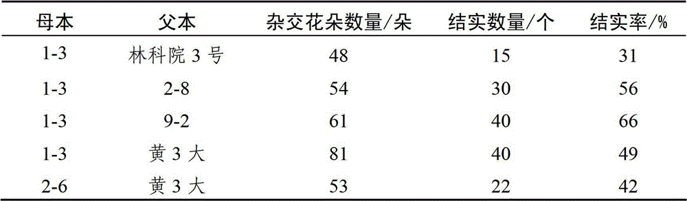 Method for performing artificial crossbreeding without removing stamen from catalpa bungei and application thereof