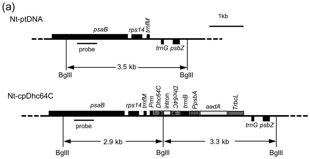 Preparation method of plastid transgenic plant for preventing and treating Myzus persicae (Sulzer), and application of plastid transgenic plant in prevention and treatment of Myzus persicae (Sulzer)