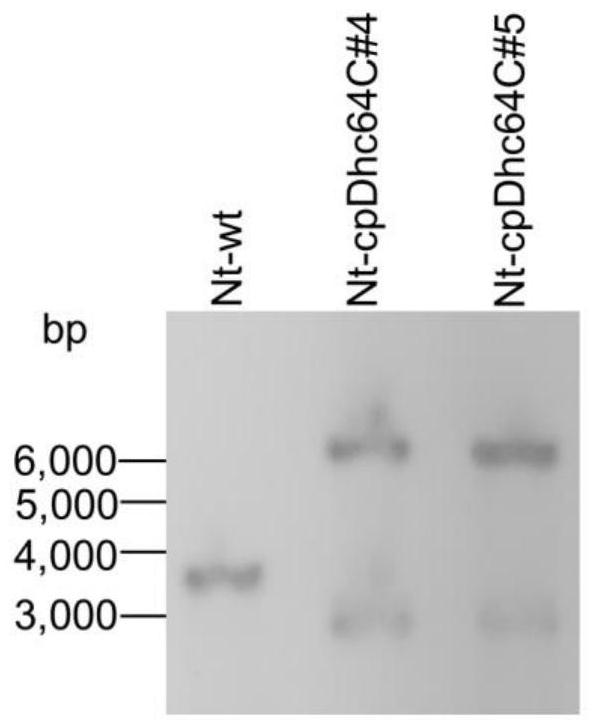 Preparation method of plastid transgenic plant for preventing and treating Myzus persicae (Sulzer), and application of plastid transgenic plant in prevention and treatment of Myzus persicae (Sulzer)