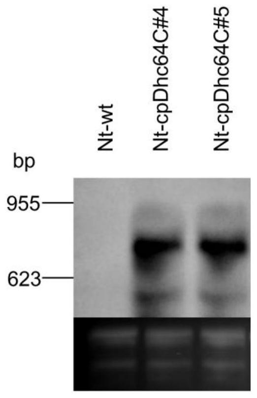 Preparation method of plastid transgenic plant for preventing and treating Myzus persicae (Sulzer), and application of plastid transgenic plant in prevention and treatment of Myzus persicae (Sulzer)