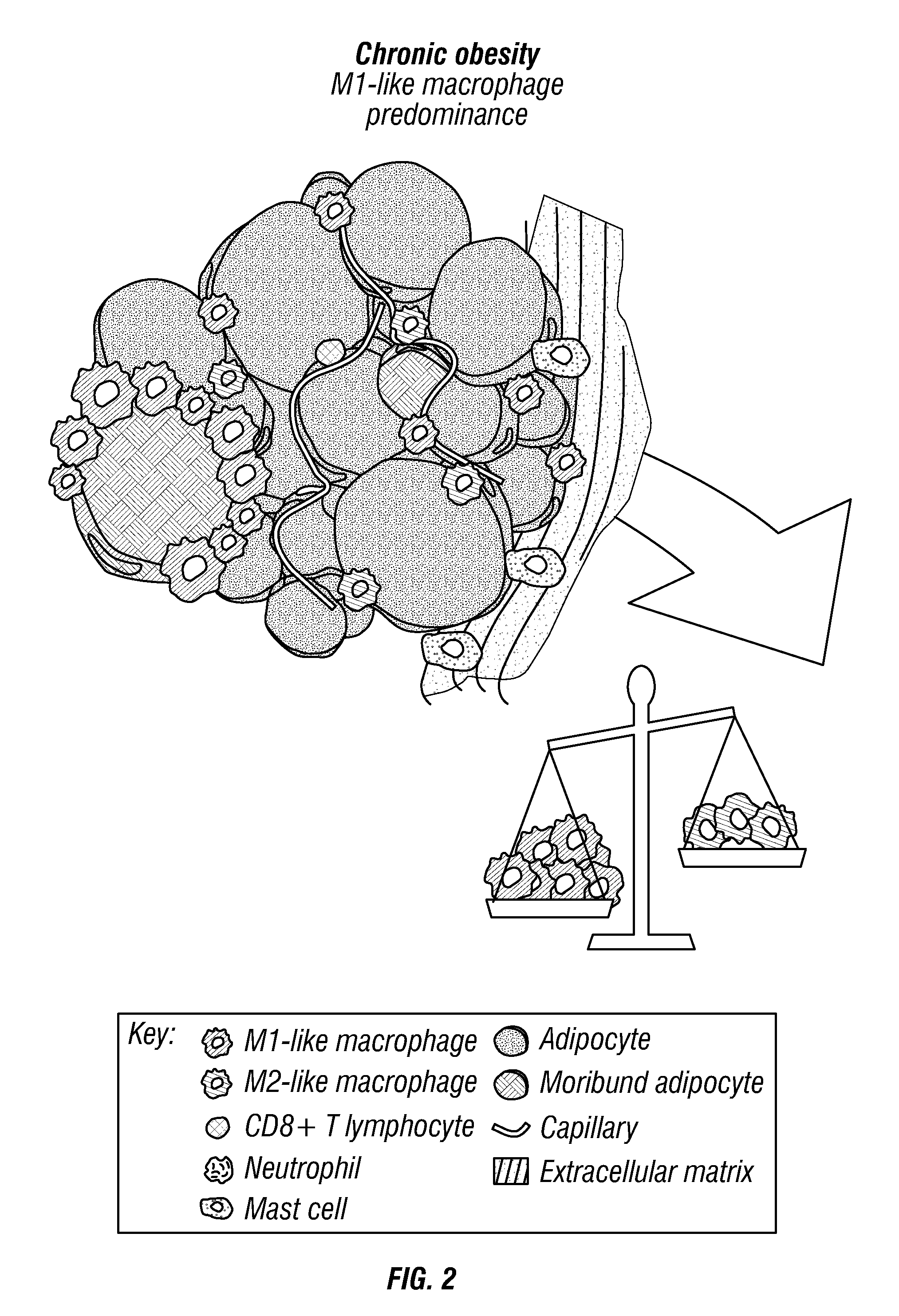 Mirna modulators of chronic visceral inflammation