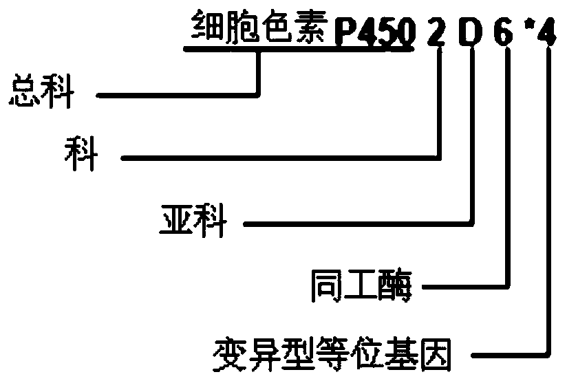 Drug-metabolizing enzyme metabotype assessment method