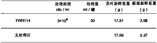 Strain belonging to genus mitsuaria and microbial pesticide using said strain