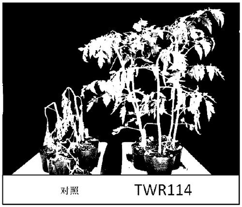 Strain belonging to genus mitsuaria and microbial pesticide using said strain