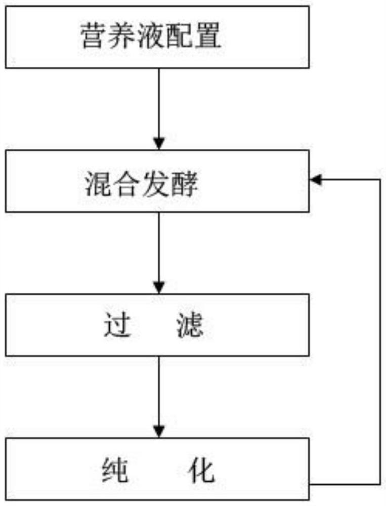 Human immune system nutrient solution based on microorganisms, and preparation method thereof