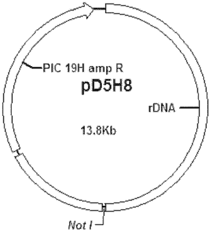 Tetrahymena expression vector of chitinases and its application in expressing chitinases