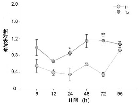 Bemisia tabaci lethal gene and application thereof, RNA interference agent and preparation method and application of interference agent