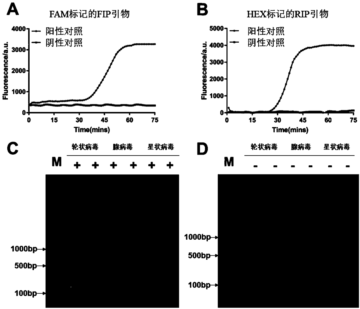 Isothermal nucleic acid amplification system with high specificity as well as application thereof