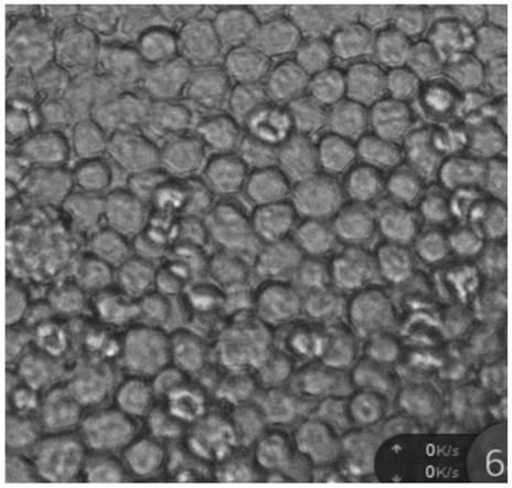 Sp2/0 cell immortality improvement based hybridoma technique