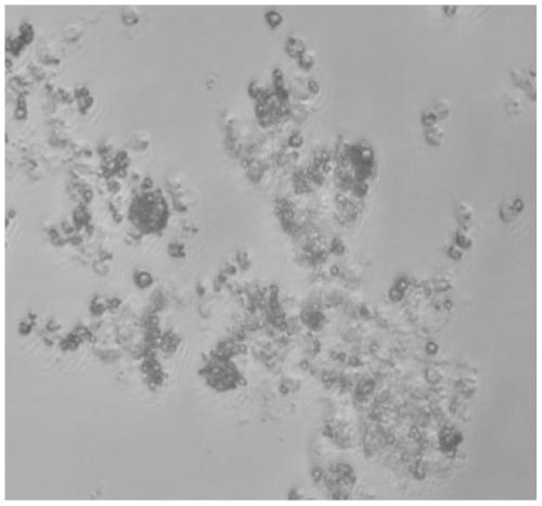 Sp2/0 cell immortality improvement based hybridoma technique