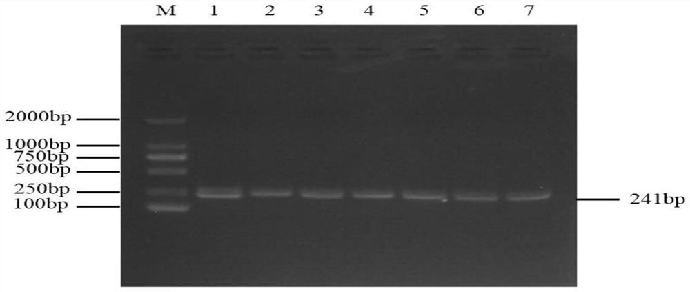 SNP molecular marker influencing wool fiber diameter of alpine merino sheep and application of SNP molecular marker