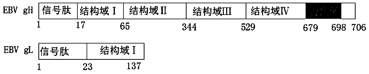 Preparation method and application of recombinant EBV gHgL immunogen