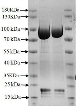 Preparation method and application of recombinant EBV gHgL immunogen