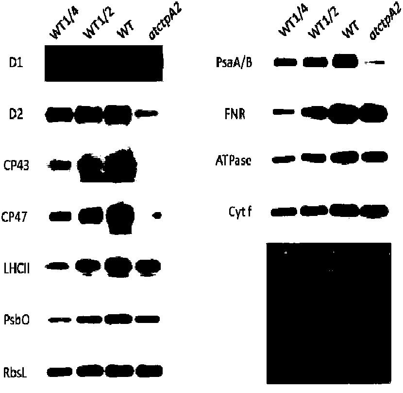 Application of protein ATCTPA2 related to photosynthesis