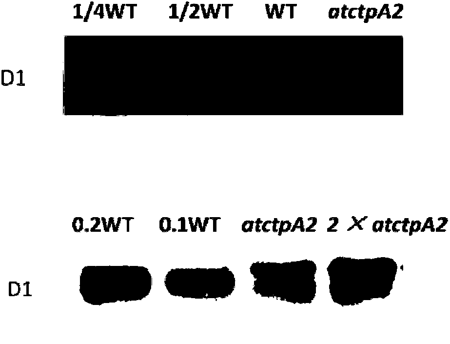 Application of protein ATCTPA2 related to photosynthesis