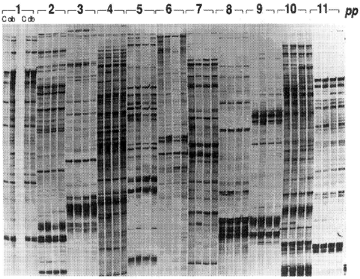 Compositions for the treatment of body weight disorders, including obesity