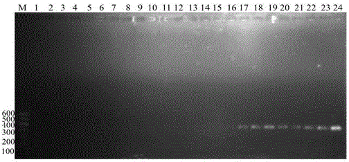 Specific primer pair for identifying spotted ampullaria gigas in assisted manner and application of specific primer pair