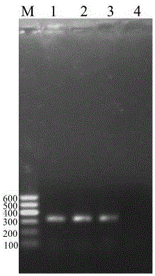 Specific primer pair for identifying spotted ampullaria gigas in assisted manner and application of specific primer pair