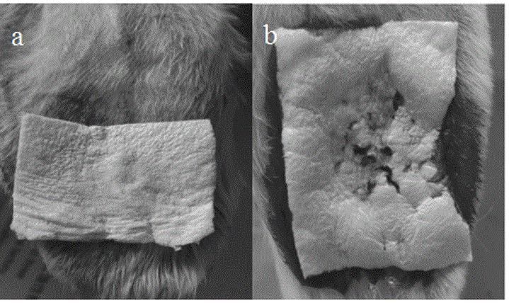 Method for preparing internal haemostatic dressing through programmed cooling