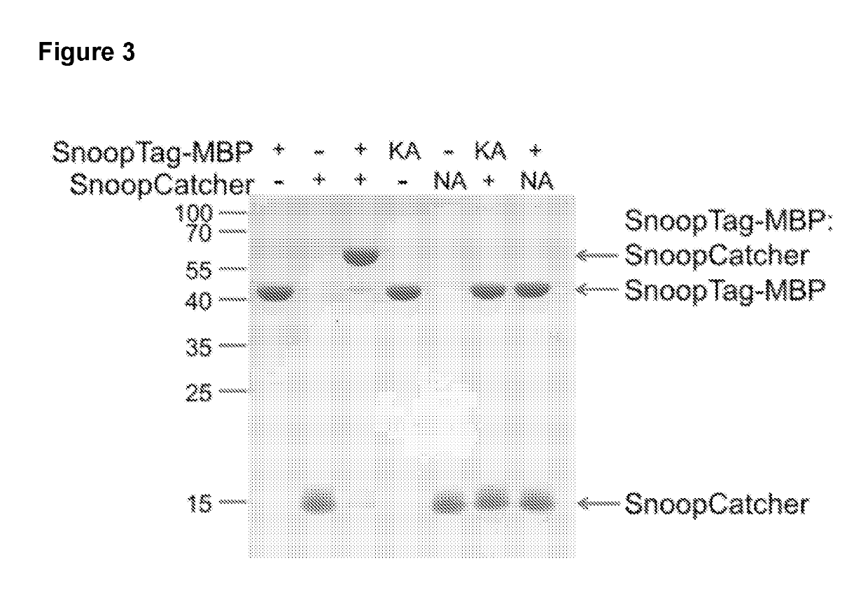 Methods and products for fusion protein synthesis